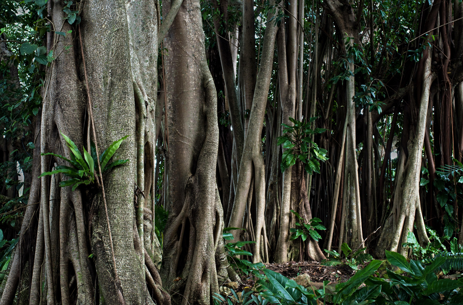 Rubber tree, Definition & Facts